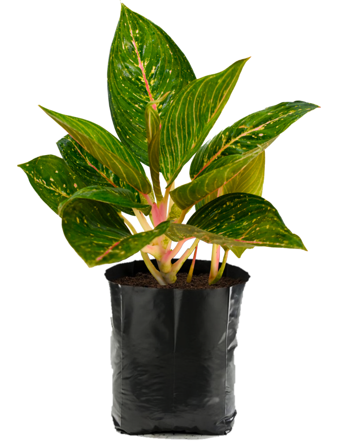 Aglaonema. Planta de sombra