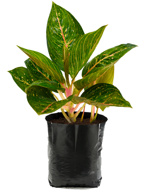 Aglaonema. Planta de sombra