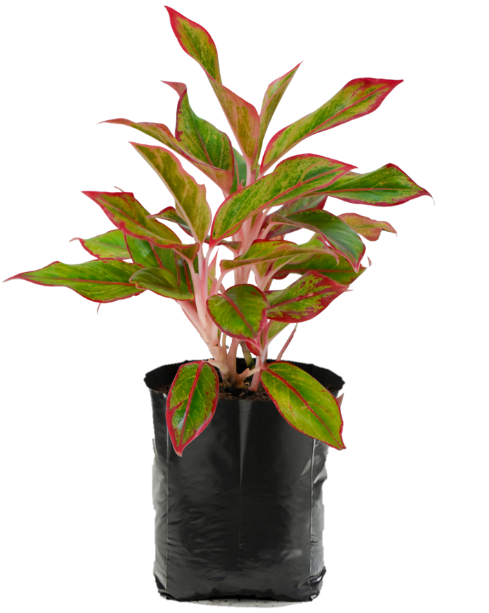 Aglaonema Rosa. Planta de sombra