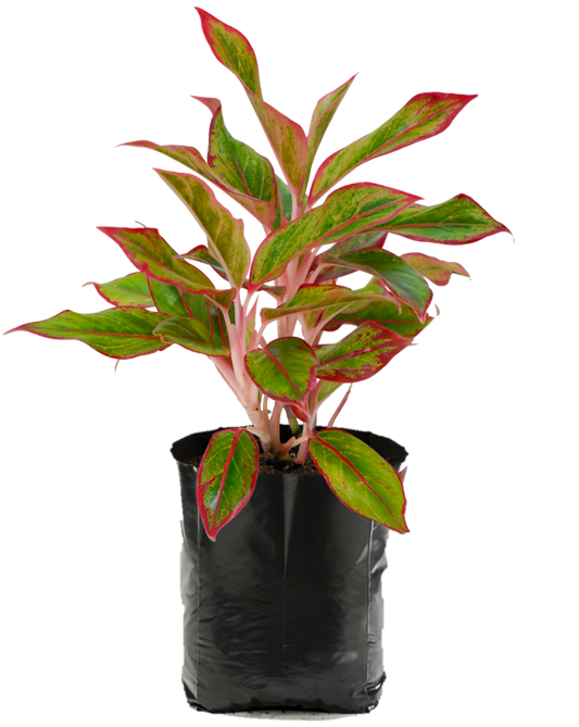 Aglaonema Rosa. Planta de sombra