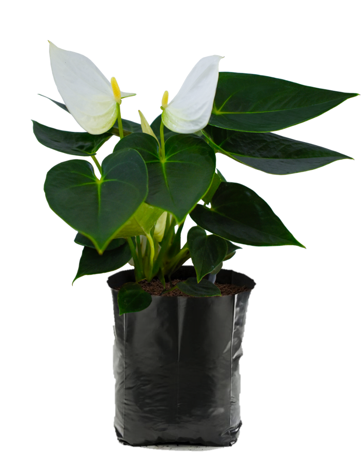 Anturio Blanco