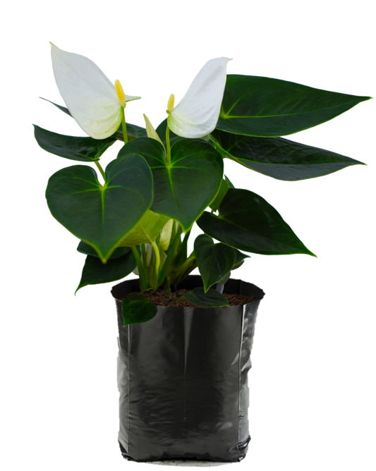 Anturio Blanco