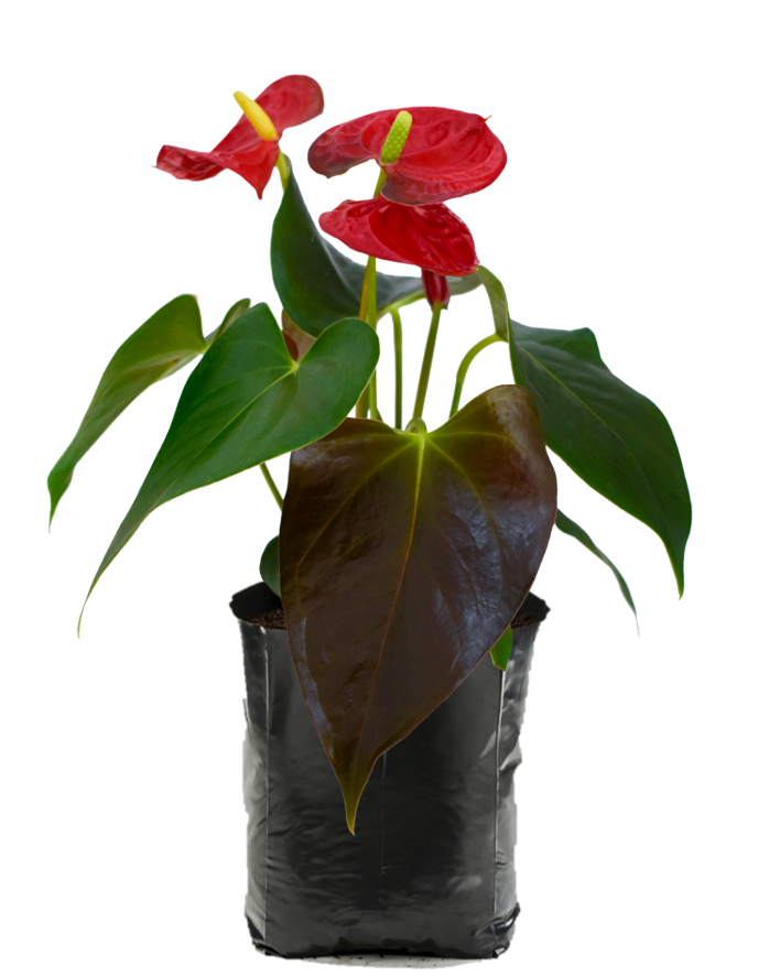 Anthurio Rojo. Planta de sombra