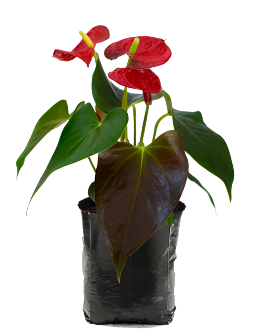 Anthurio Rojo. Planta de sombra