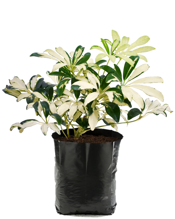 Aralia Arboricola. Planta de sombra