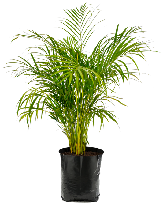 Areca. Planta de sol. Planta de sombra