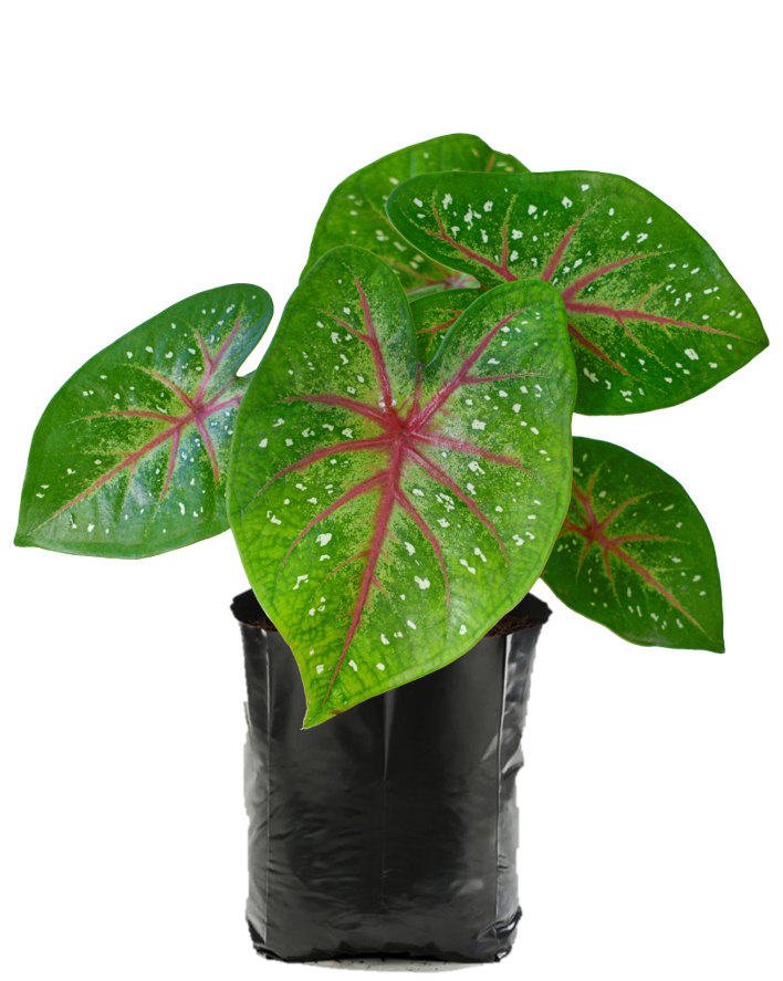 Caladium