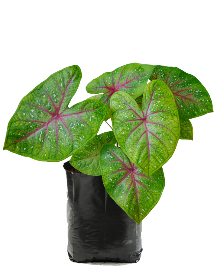 Caladium