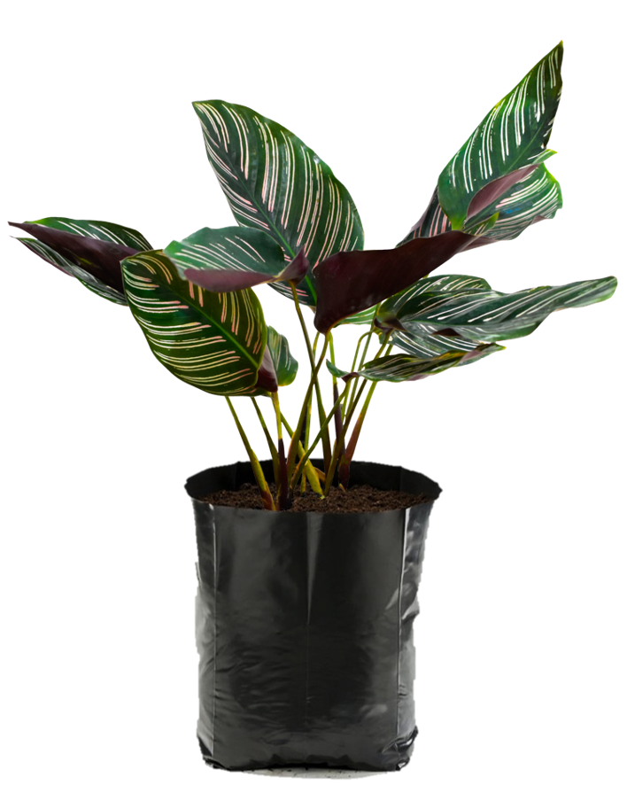 Calathea ornata. Planta de sombra