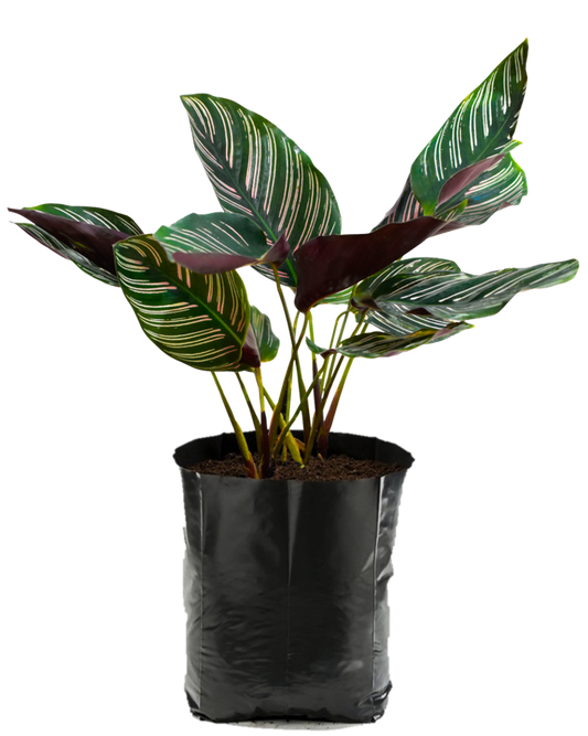 Calathea ornata. Planta de sombra