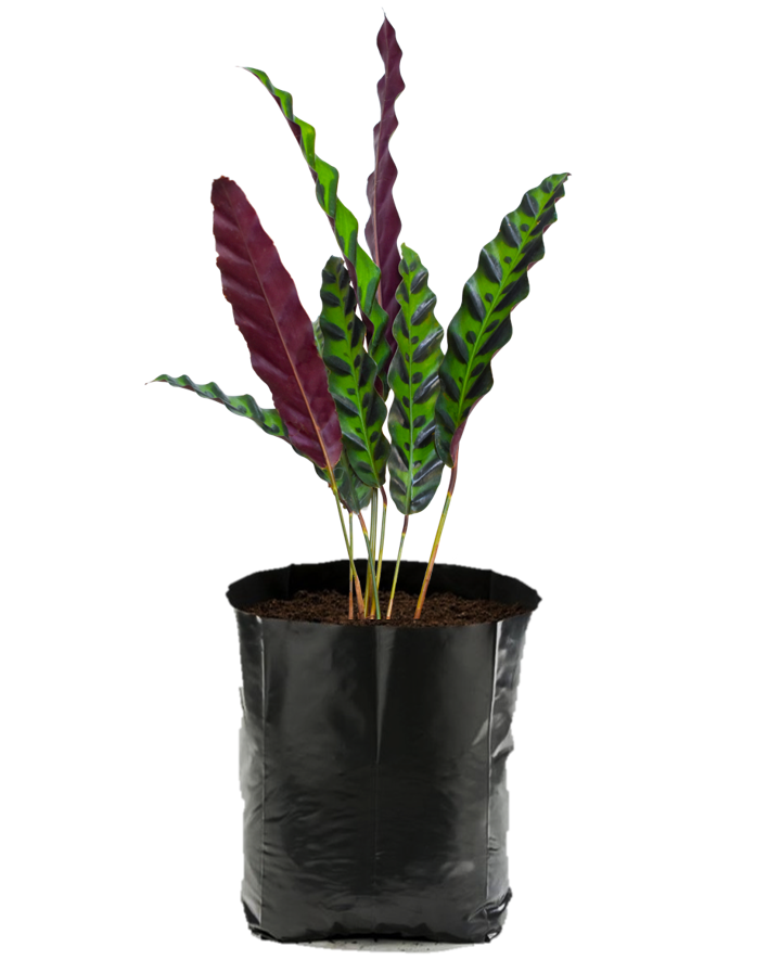 Calathea lancifolia. Planta de sombra