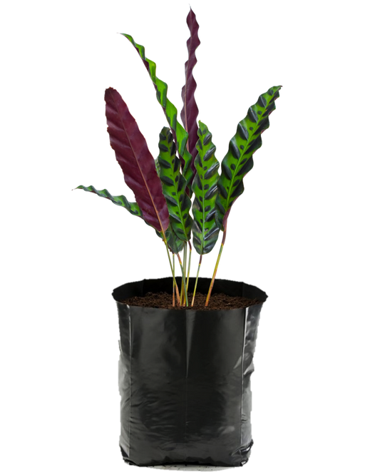 Calathea lancifolia. Planta de sombra