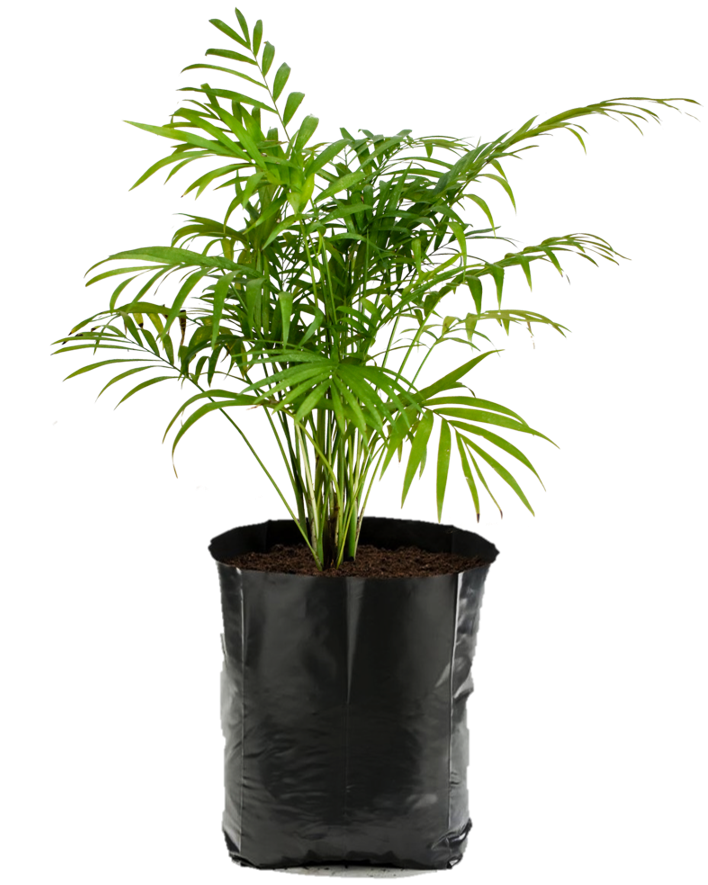 Camedor. Planta de sombra