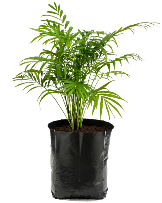 Camedor. Planta de sombra