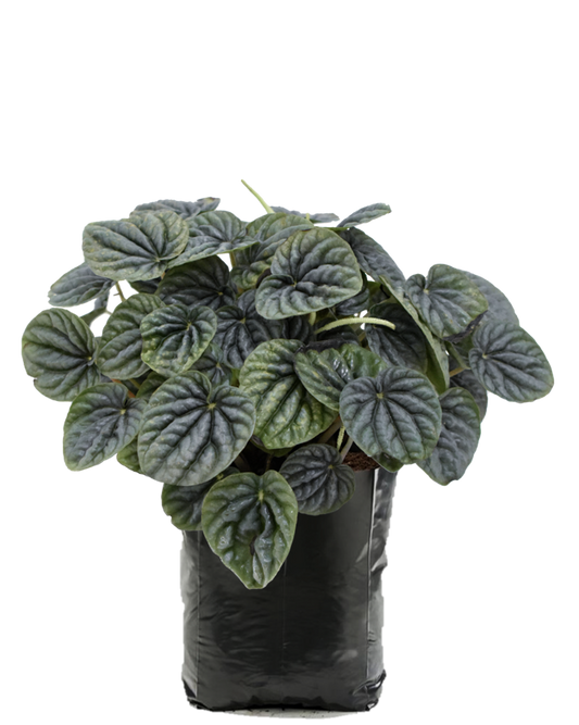 Cáscara de Nuez. Planta de sombra