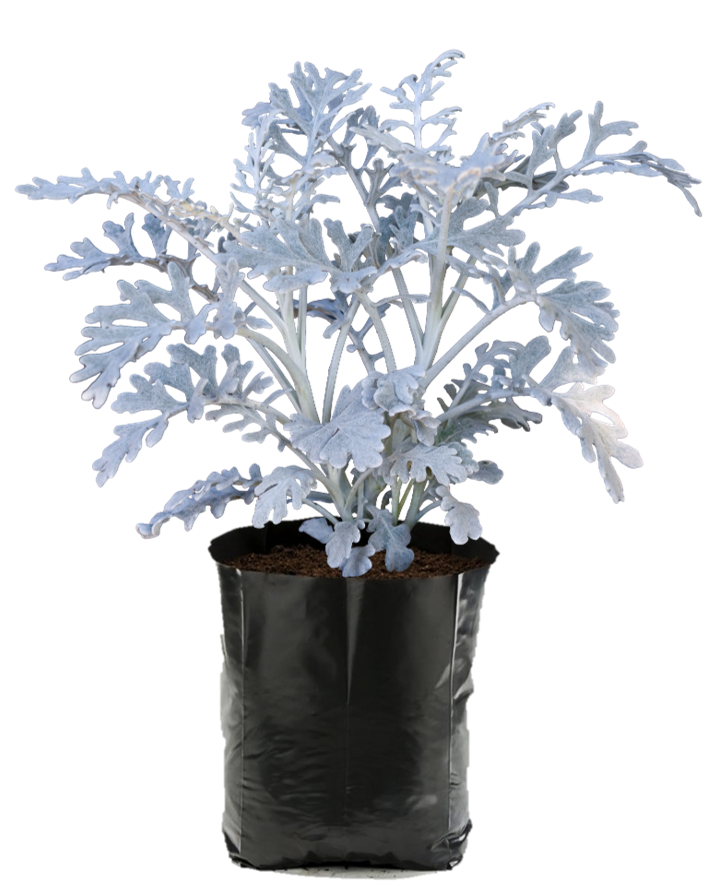 Cineraria