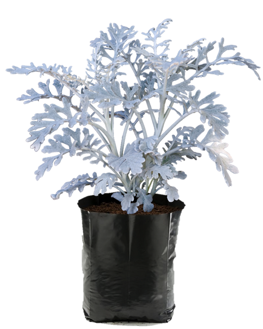 Cineraria