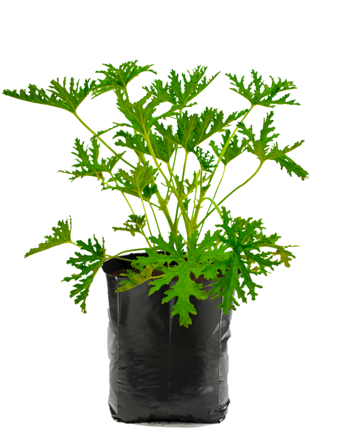 Citronela. Planta de sol. Planta de sombra