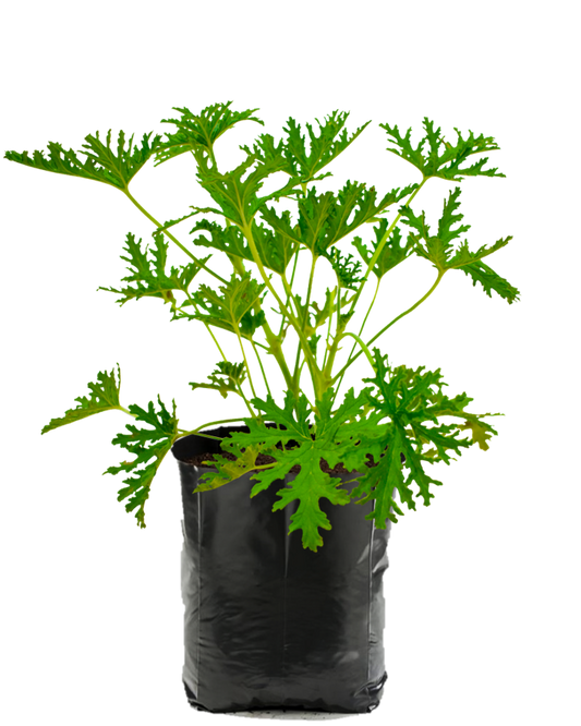 Citronela. Planta de sol. Planta de sombra