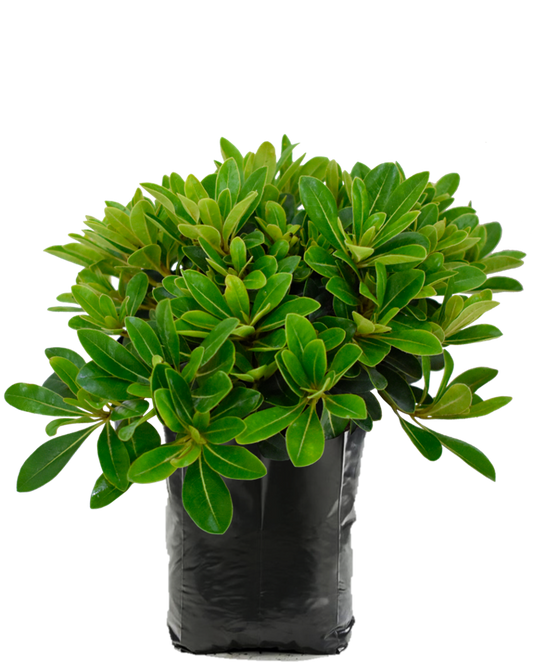 Clavo Tobira Enano. Planta de sol. Planta de sombra