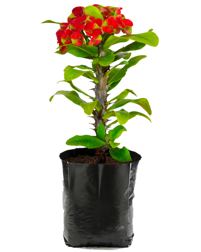 Corona de Cristo Sandía. Planta de sol. Planta de sombra