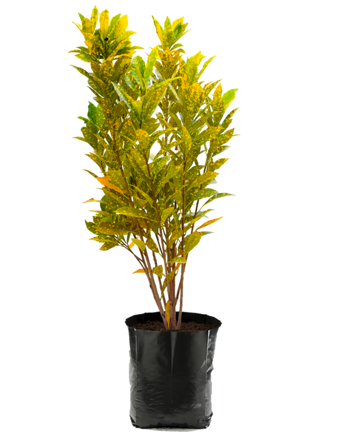 Croto Lluvia de Oro. Planta de sol. Planta de sombra