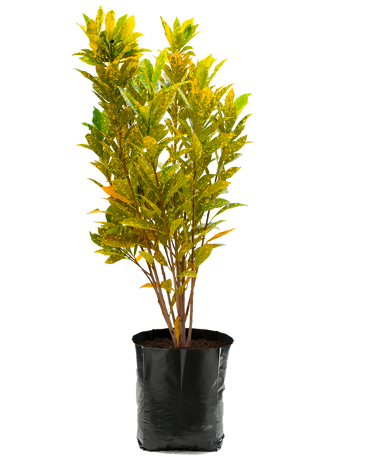 Croto Lluvia de Oro. Planta de sol. Planta de sombra