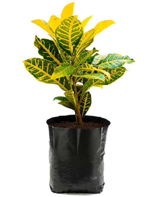 Croto Petra Amarillo. Planta de sol. Planta de sombra