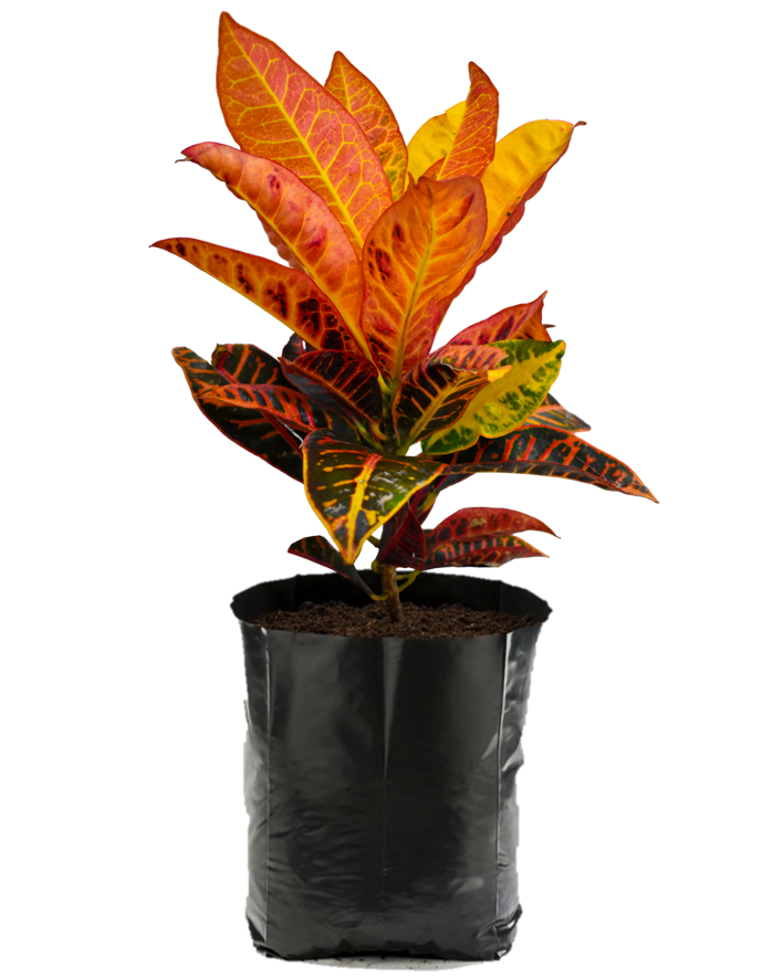 Croto Petra Naranja. Planta de sol. Planta de sombra