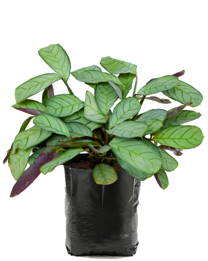 Ctenanthe. Planta de sombra