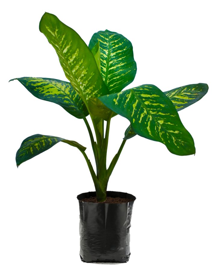 Amoena Reina. Planta de sombra