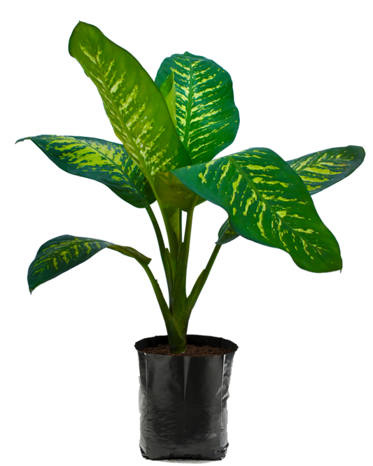 Amoena Reina. Planta de sombra