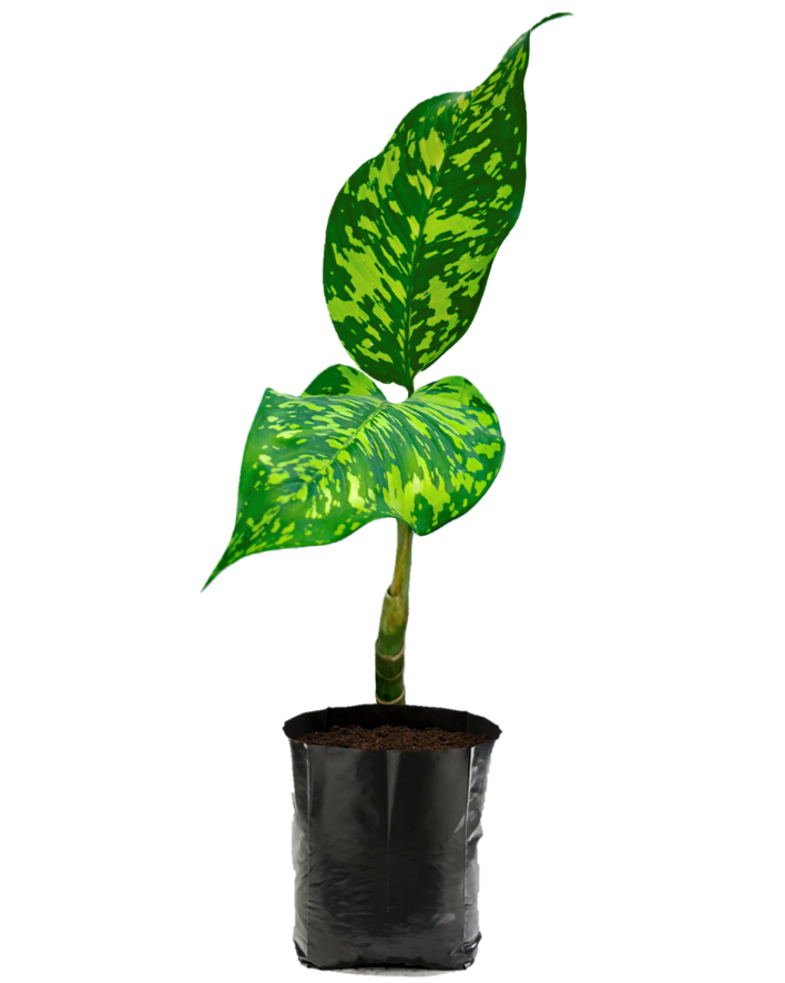 Dieffenbachia ‘Mayan Jade’