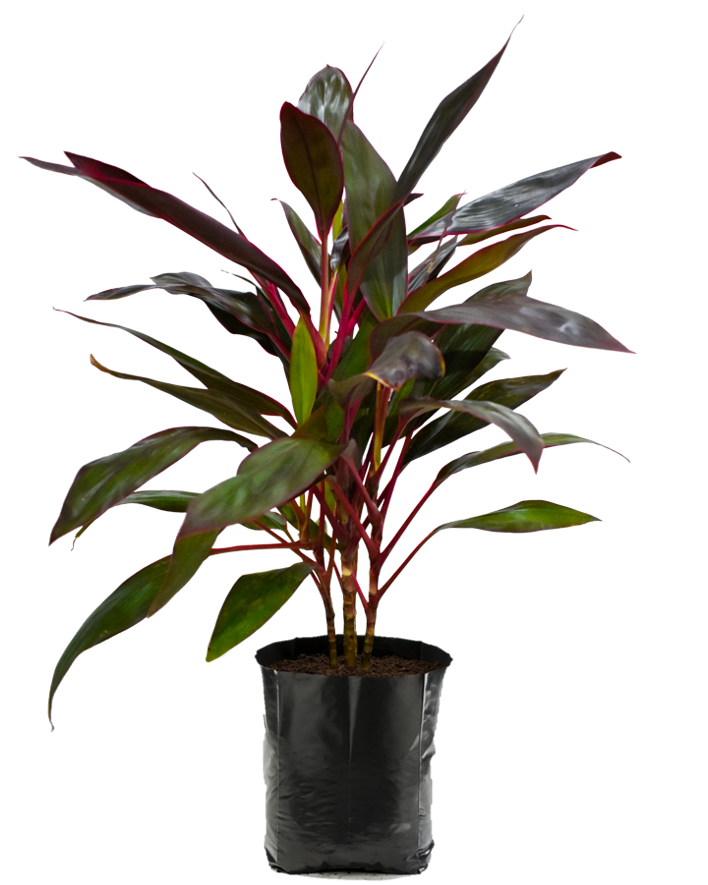 Dracaena Roja. Planta de sol. Planta de sombra