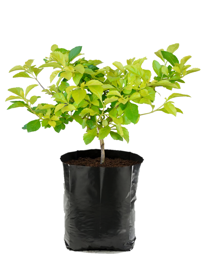 Duranta Cuba