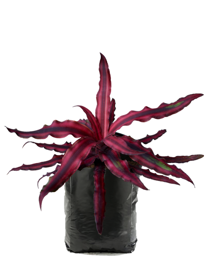 Estrella de Tierra