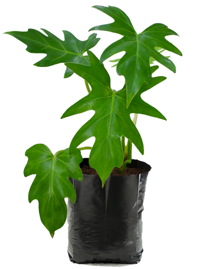 Garra de León. Planta de sombra