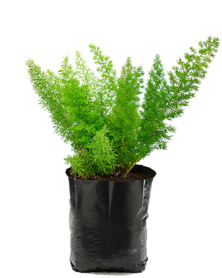 Helecho Cola de Zorro. Planta de sombra