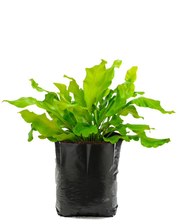 Helecho Nido de Ave. Planta de sombra