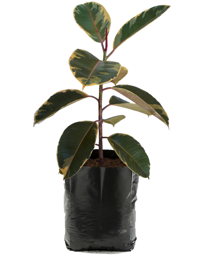 Hule Negro Variegado. Planta de sombra