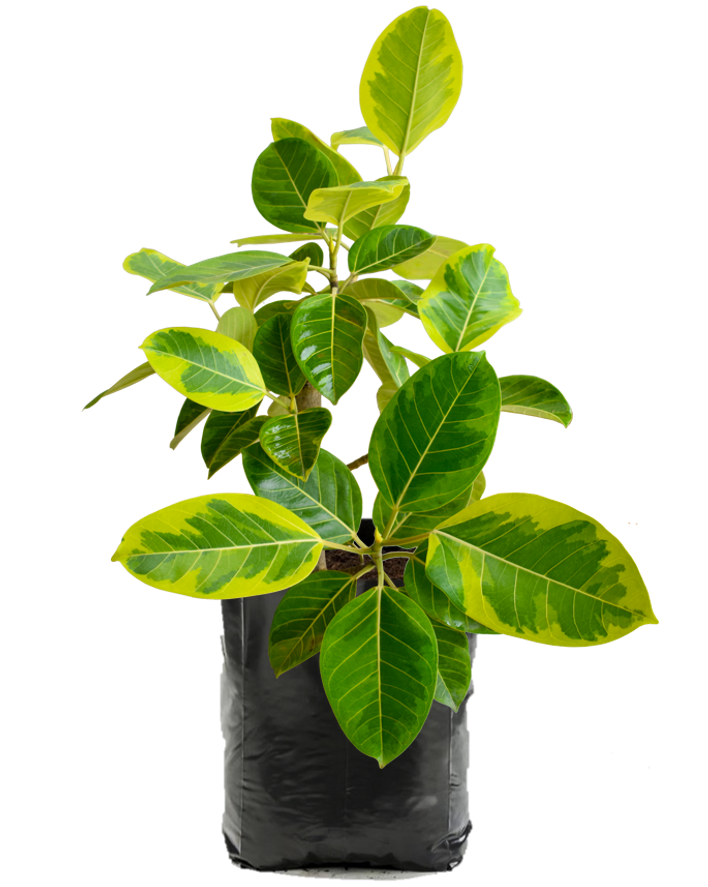 Hule Verde Variegado. Planta de sombra