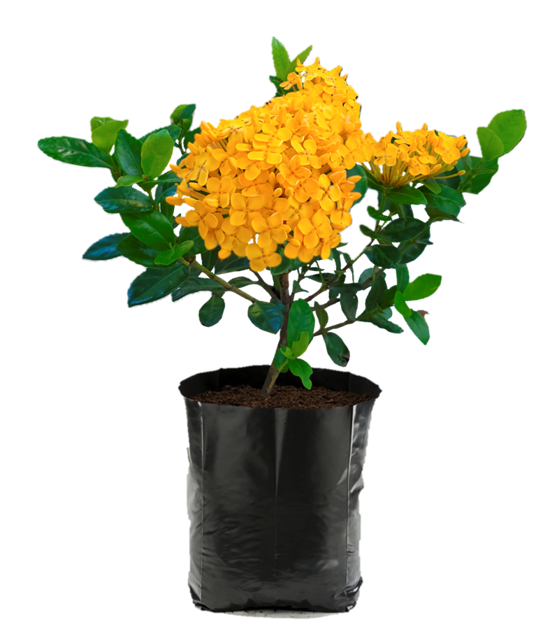 Ixora Karla Amarilla