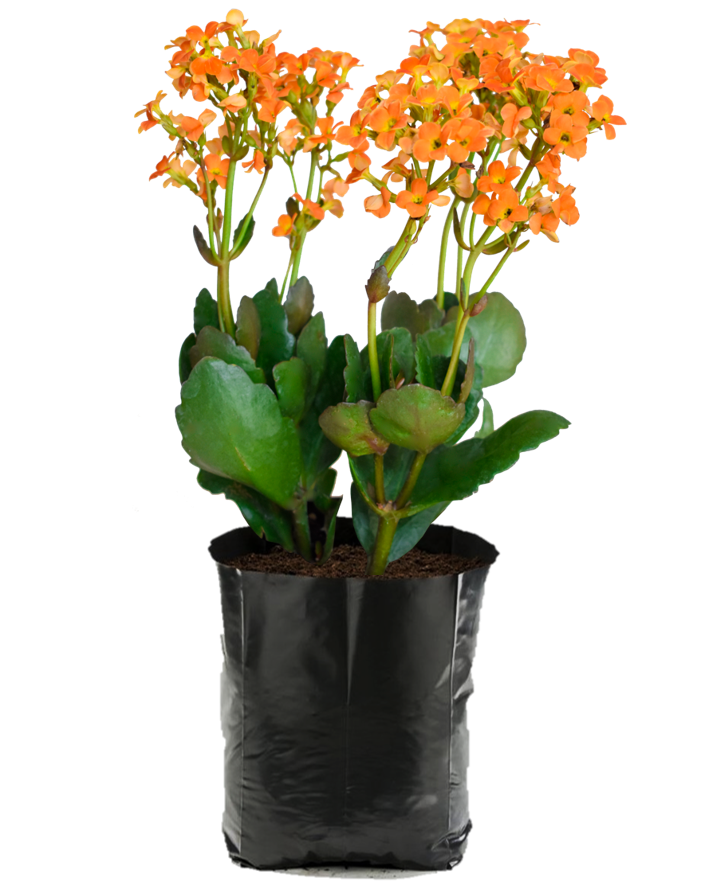 Kalanchoe Naranja. Planta de sol. Planta de sombra