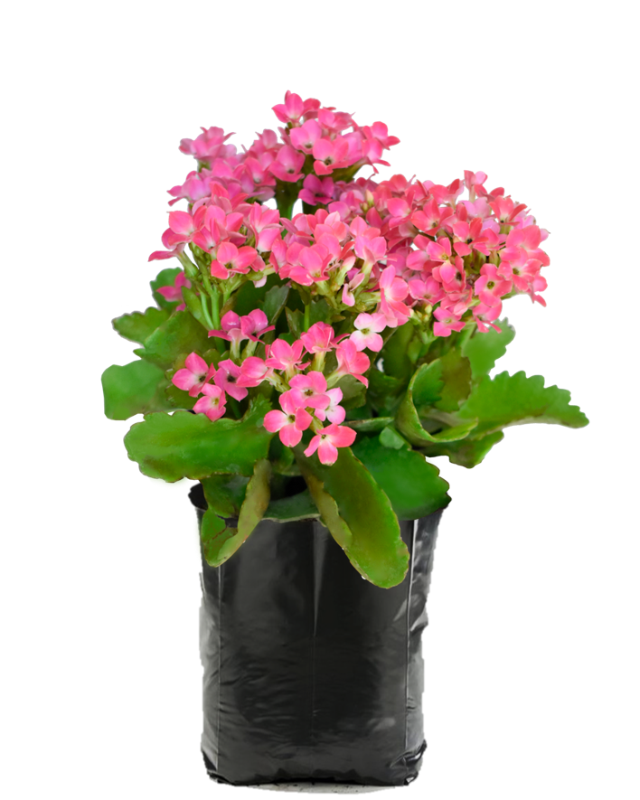 Kalanchoe Rosa. Planta de sol. Planta de sombra