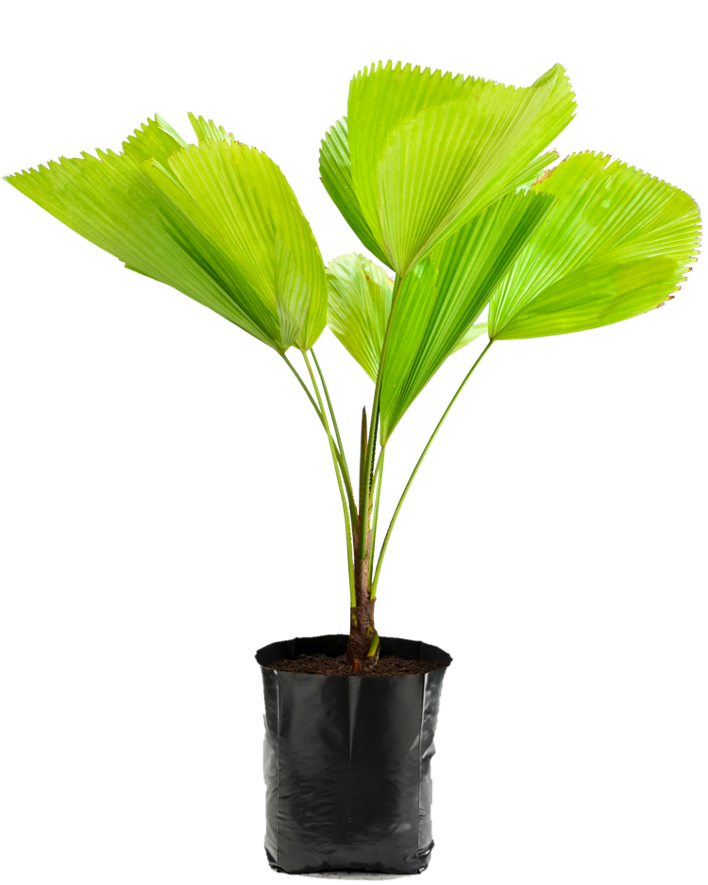 Licuala. Planta de sombra