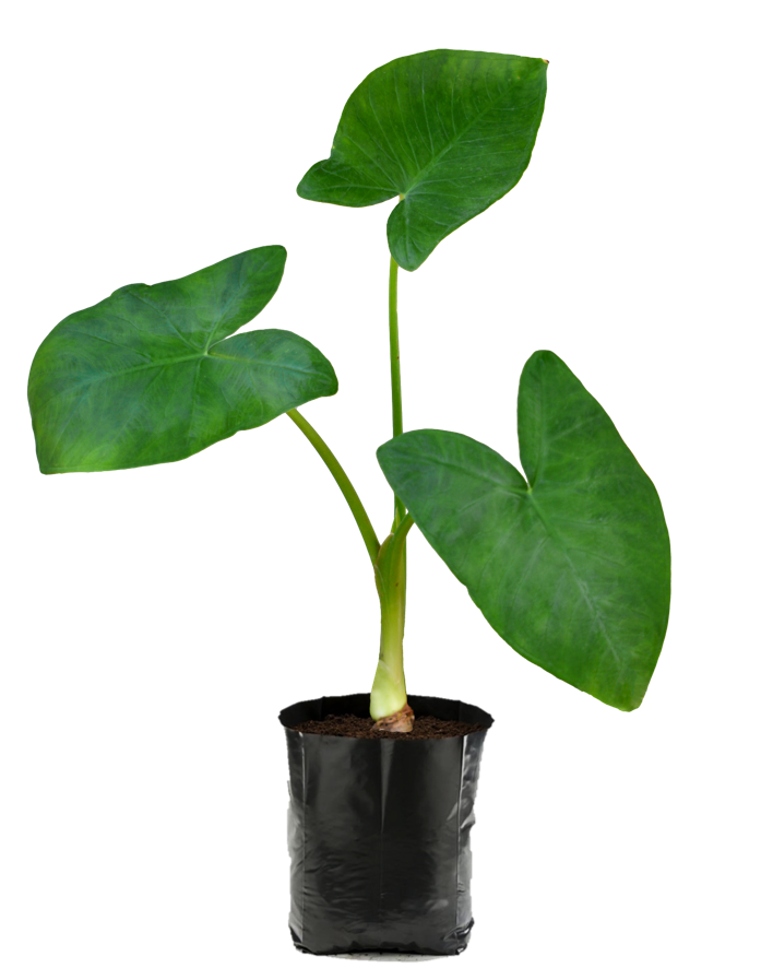 Malanga