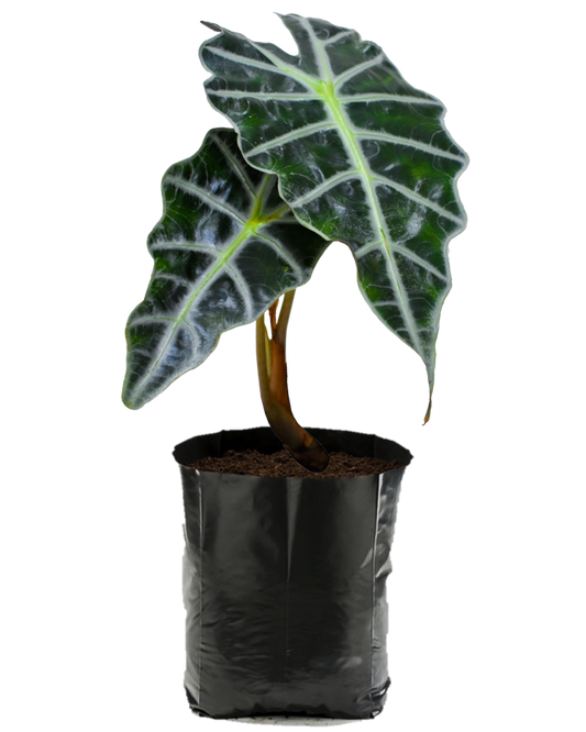 Alocasia. Planta de sombra