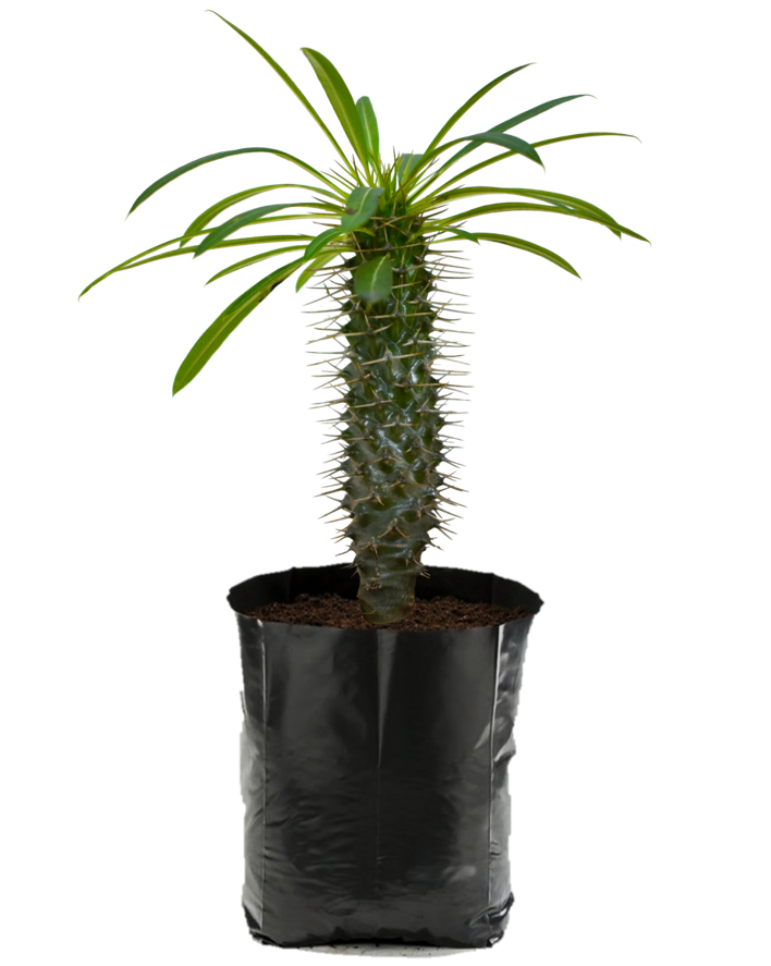 Palma de Madagascar. Planta de sol. Planta de sombra