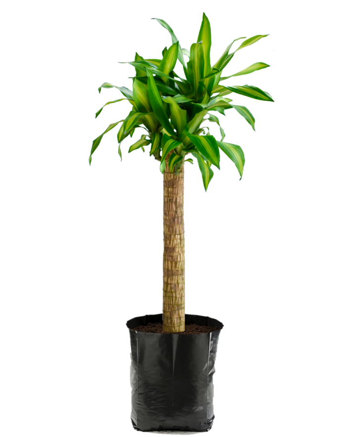 Palo de Brasil Mediano. Planta de sombra