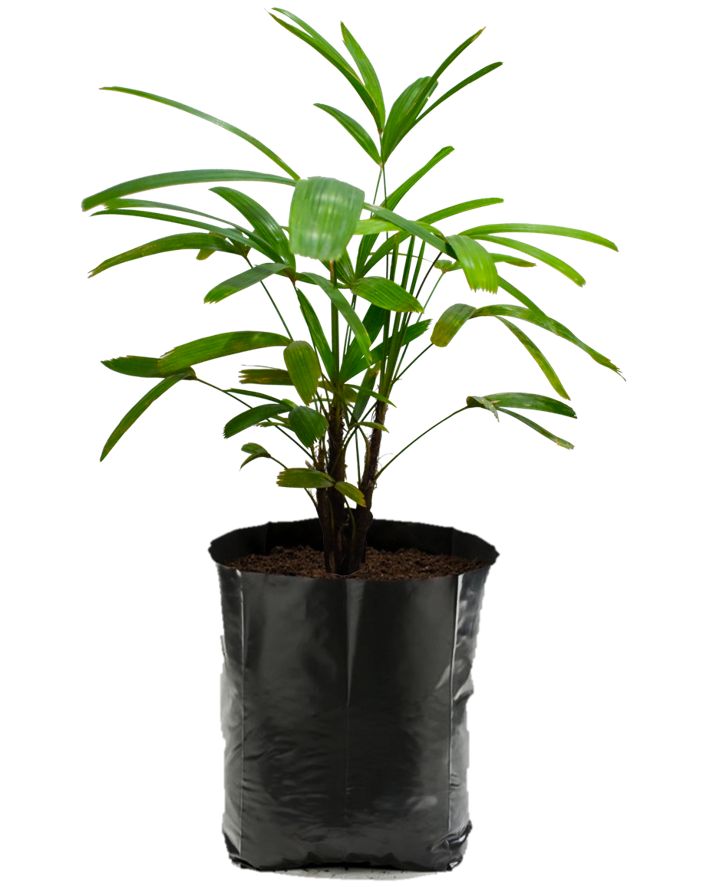 Rhapis. Planta de sombra